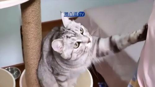 猫咪爆料视频大全下载免费,萌宠瞬间,欢乐无限免费下载 第2张 猫咪爆料视频大全下载免费,萌宠瞬间,欢乐无限免费下载 第2张